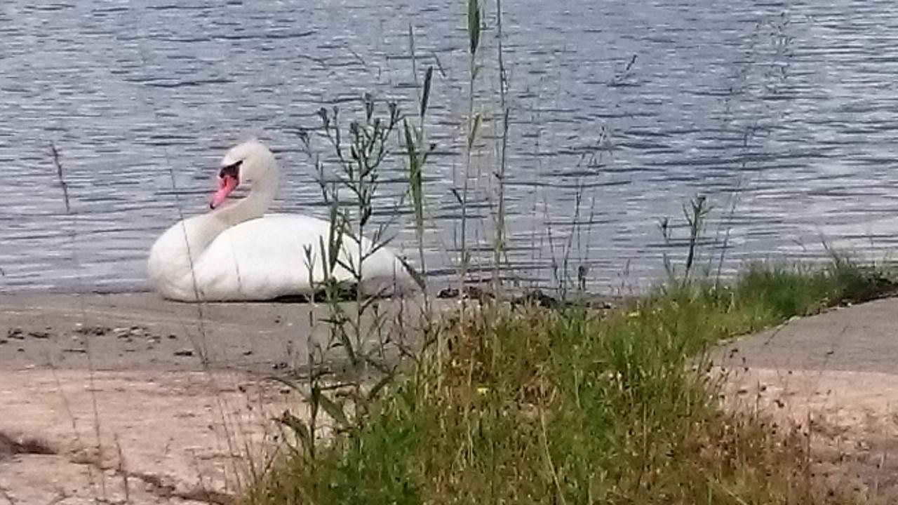 Готель Salno Gard Bylehamn Екстер'єр фото